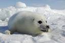 baby seal on its belly in the snow